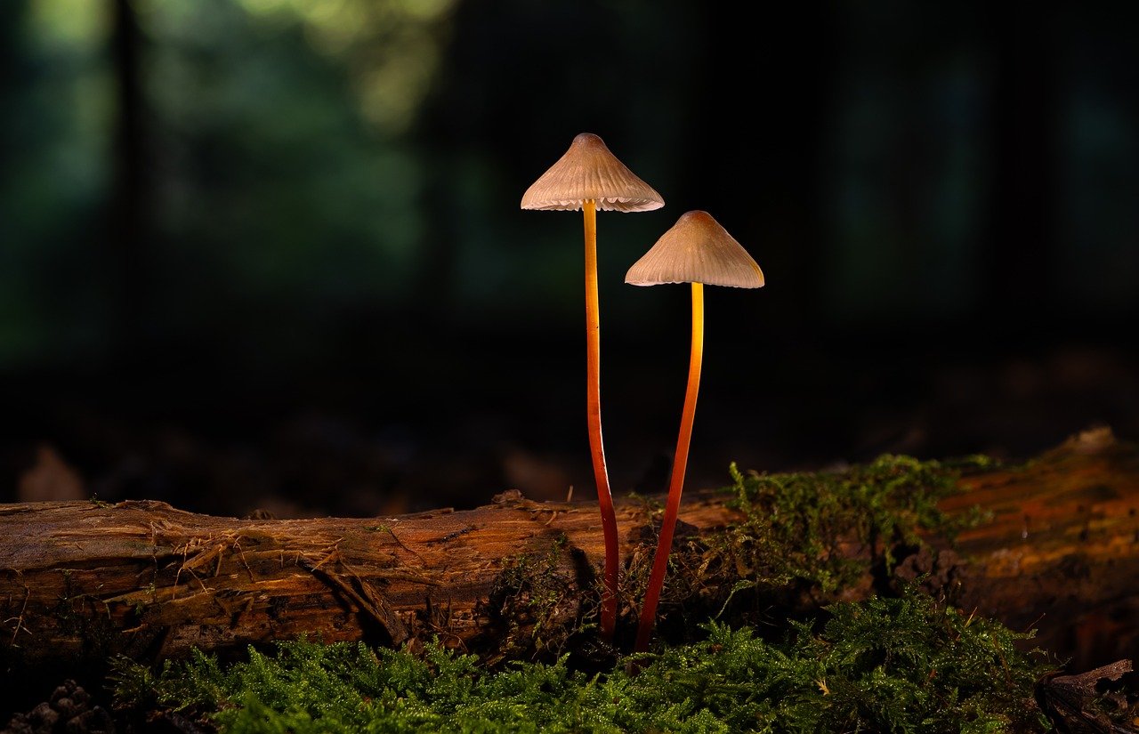 摩臣5娱乐，注册|浙江专业社保代理咨询平台