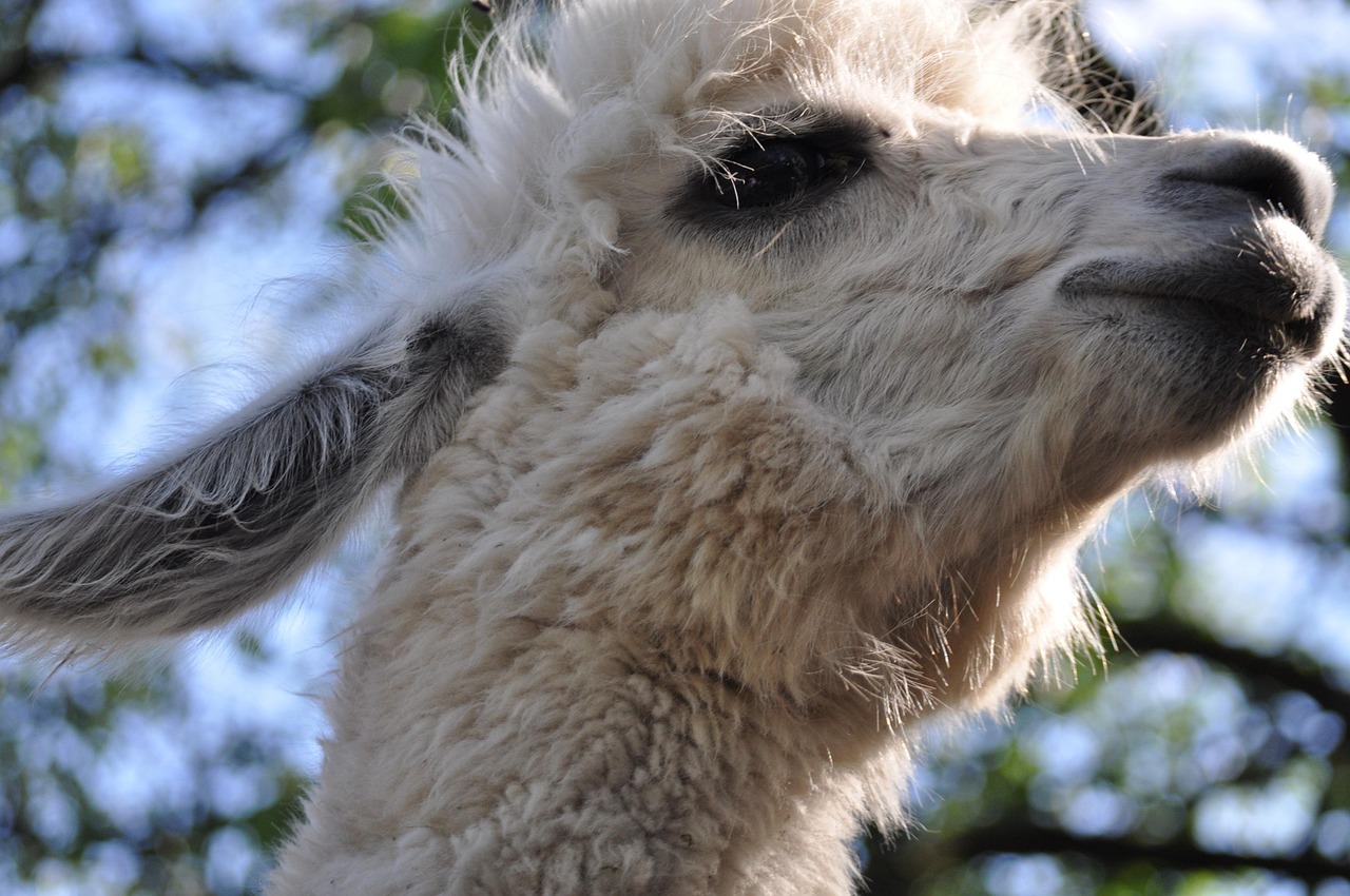 梦幻西游辅助- 香蕉视频app免次版详情下载教程