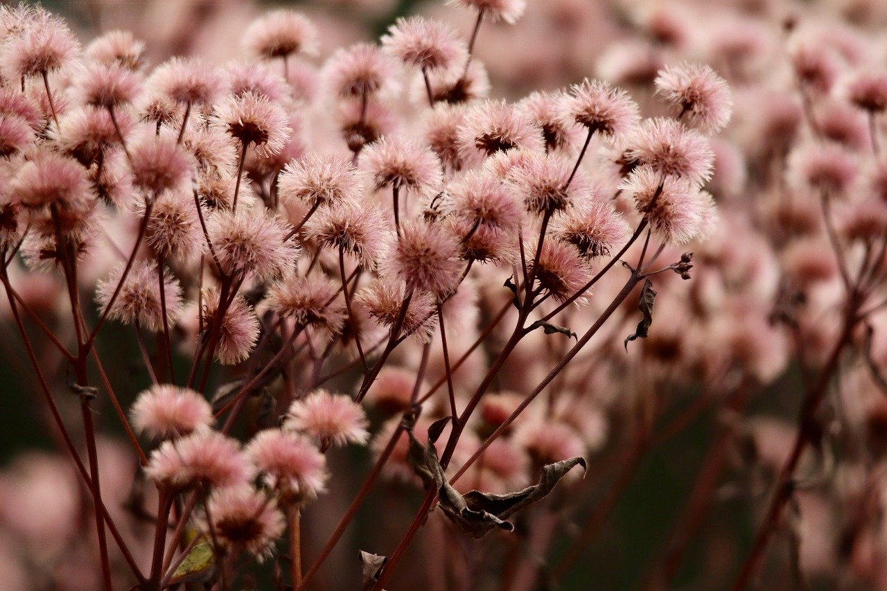 世纪大象贷app详情下载教程